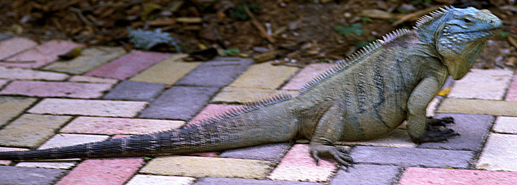 Cyclura nubila lewisi