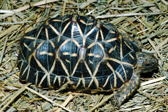 indian star tortoise food