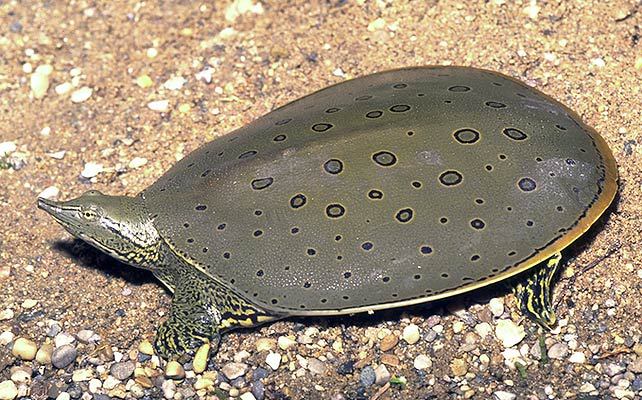 U.S. Fish and Wildlife Service - Spiny softshell turtles can be