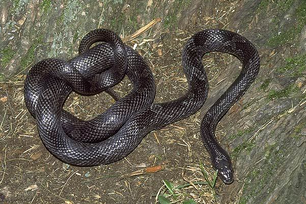 Where rats are bred to feed snakes