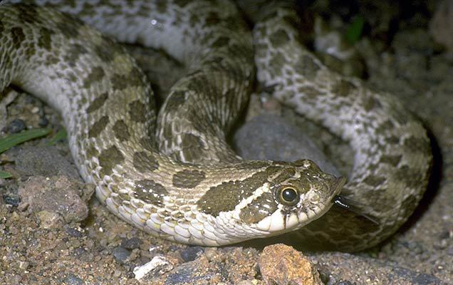 Heterodon nasicus