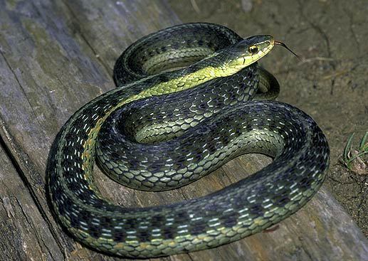 Thamnophis