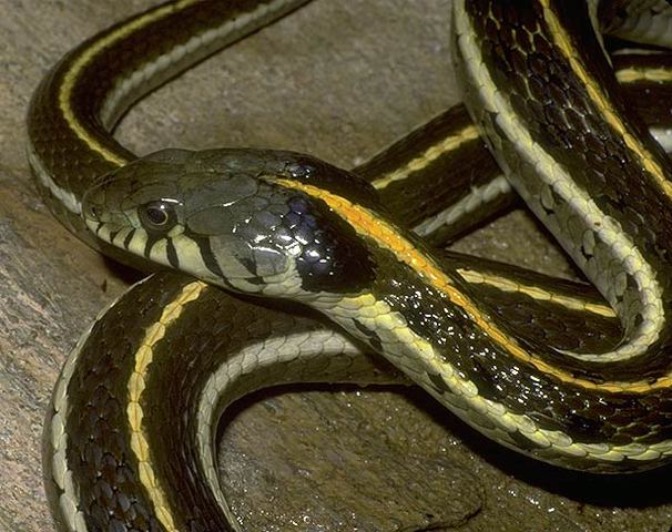 garter snake bite