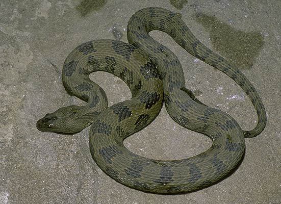 brown water snake