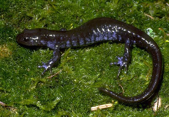 Ambystoma