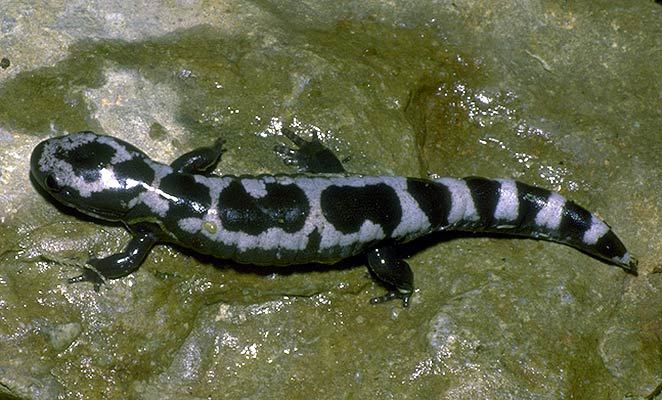 Photo of Ambystoma opacum