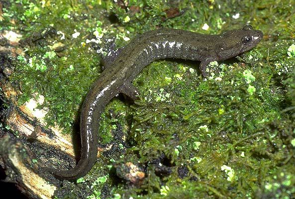 dusky salamander