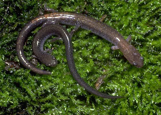 Plethodon cinereus