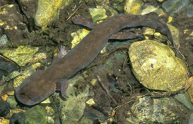 pacific giant salamander