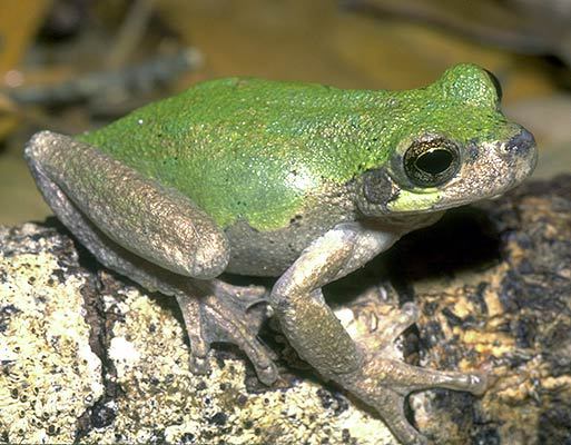 Green Frog  The Canadian Encyclopedia