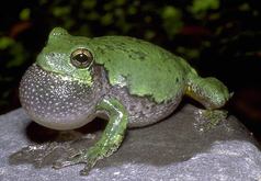 Hyla versicolor