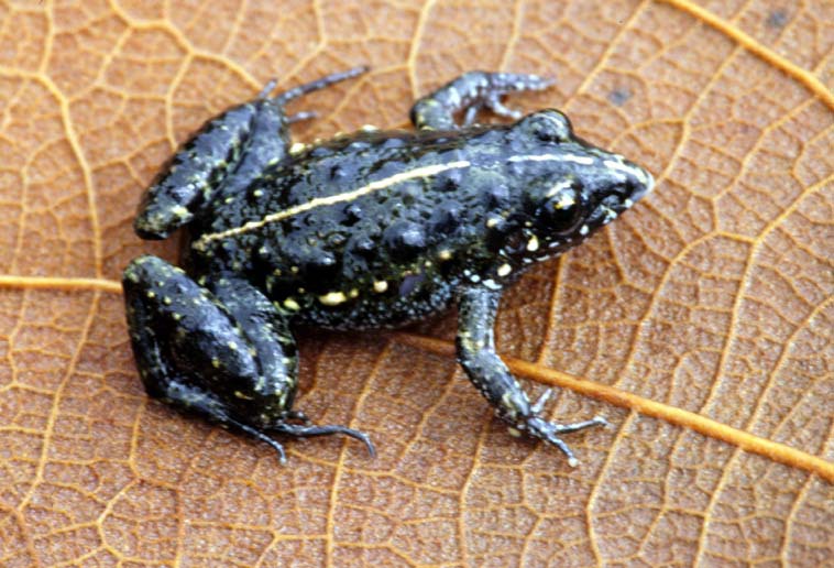 Leptodactylus martinezi