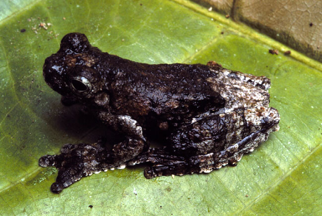 Dendropsophus