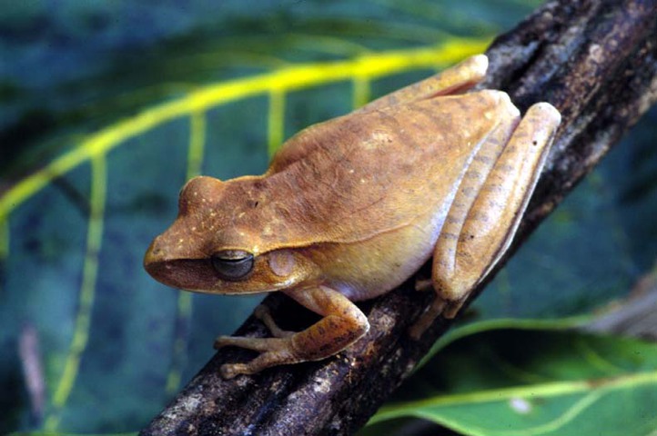 Common Green Frog - Encyclopedia of Life