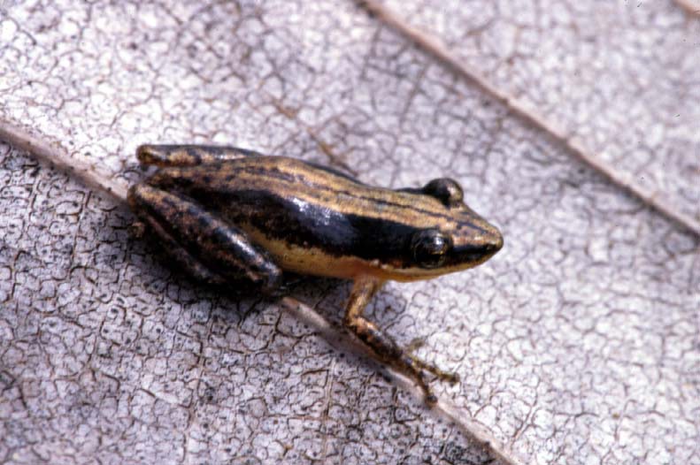 S_fuscomarginata