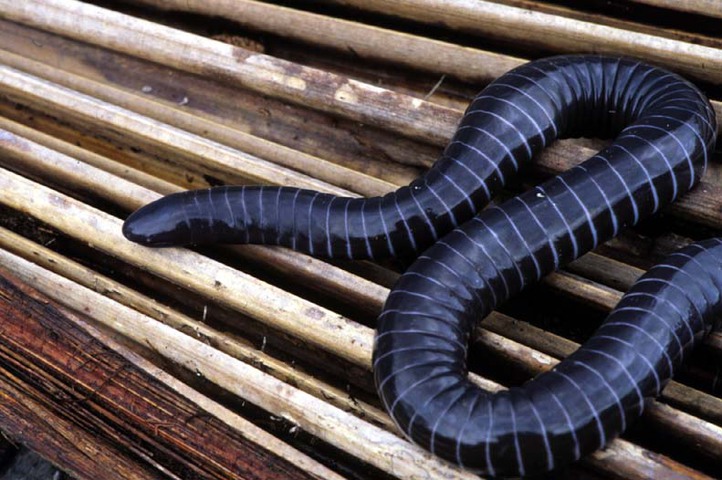 Photo of Siphonops paulensis