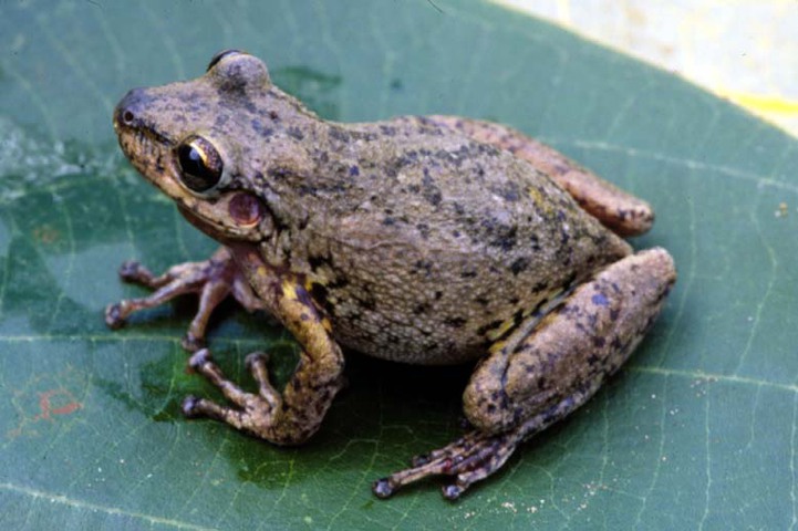 Photo of Scinax ruber