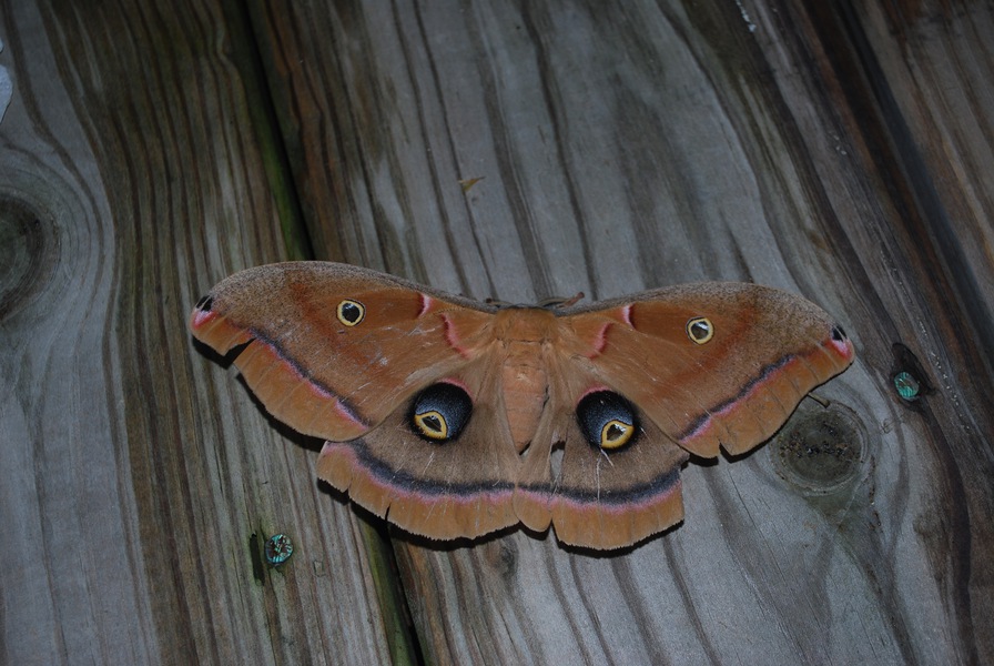 Antheraea polyphemus