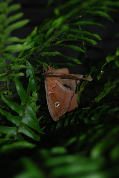 Antheraea polyphemus