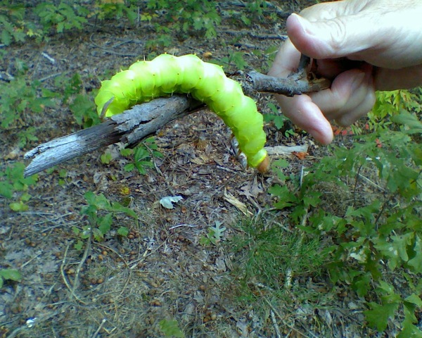 polyphemus moth caterpillar size
