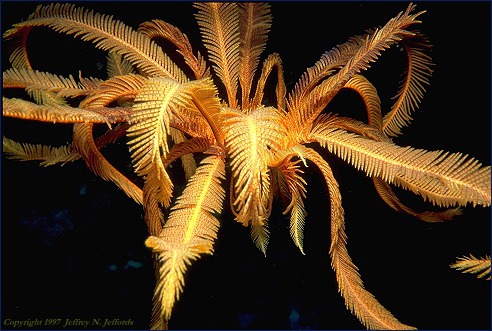 Echinodermata