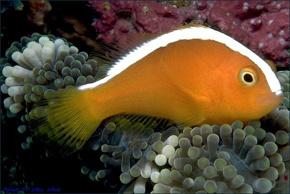 Amphiprion sandaracinos