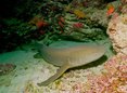 Population structure of nurse sharks, Ginglymostoma cirratum  (Orectolobiformes), caught off Ceará State, Brazil, south-western  Equatorial Atlantic, Journal of the Marine Biological Association of the  United Kingdom