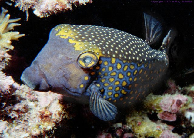 boxfish_spotted