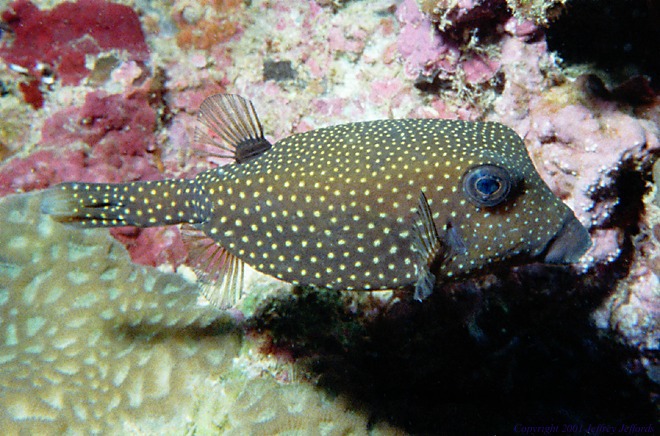 boxfish_spotted_fem