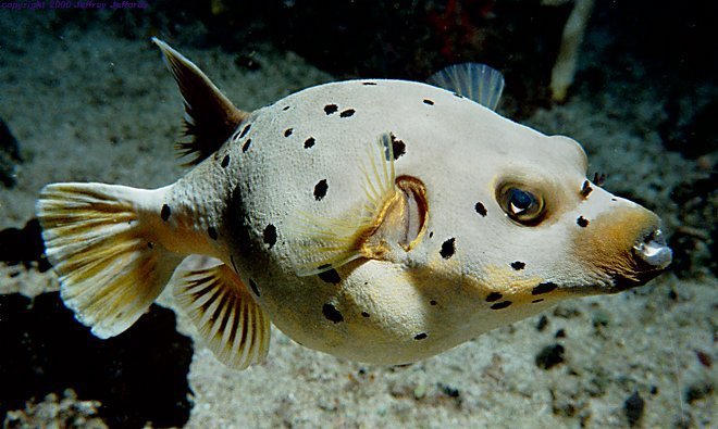 pufferfish2