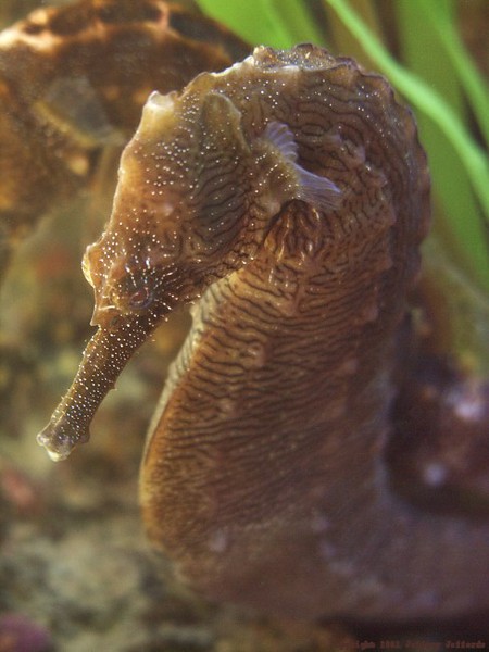 Hippocampus erectus