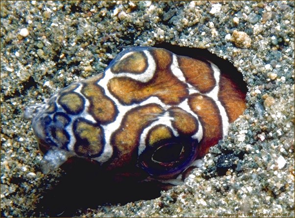 Actinopterygii