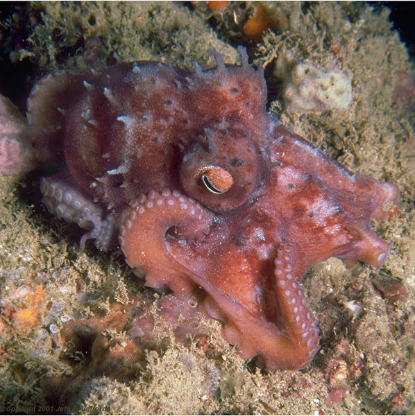 Cephalopoda