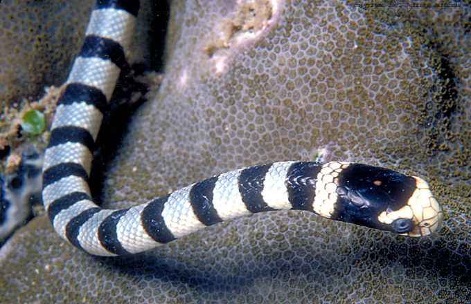 Venomous Sea Snake Facts (Hydrophiinae and Laticaudinae)