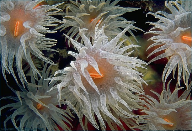 Scleractinia