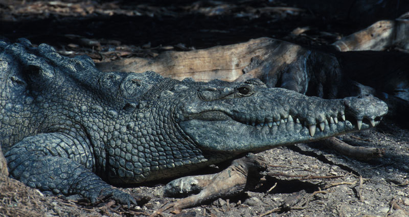 Crocodylus acutus