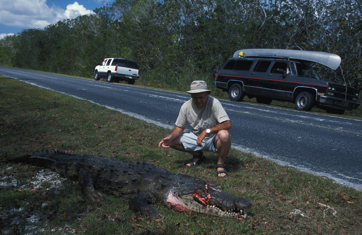 ADW: Crocodylus acutus: INFORMATION