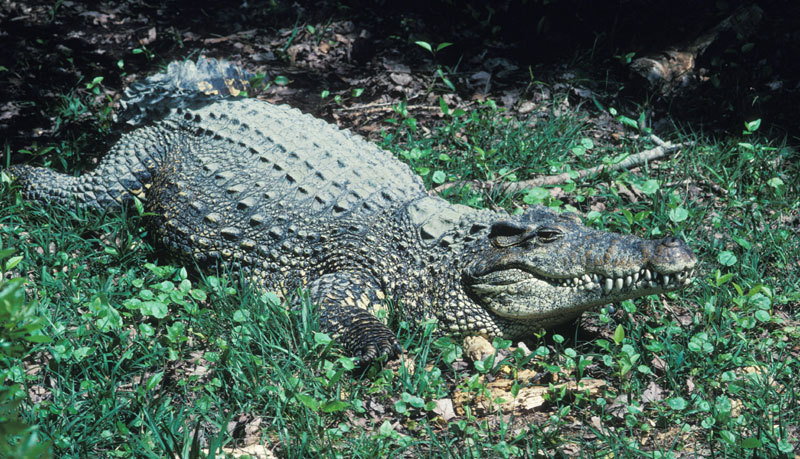 Crocodile - Adaptations, Habitat, Diet