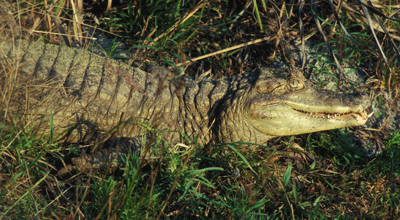 Caiman crocodilus