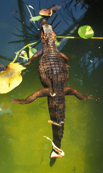 Paleosuchus palpebrosus