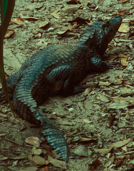 Caiman crocodilus