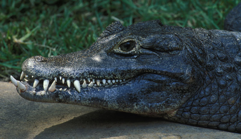 Despite their thick skins, alligators and crocodiles are surprisingly  touchy