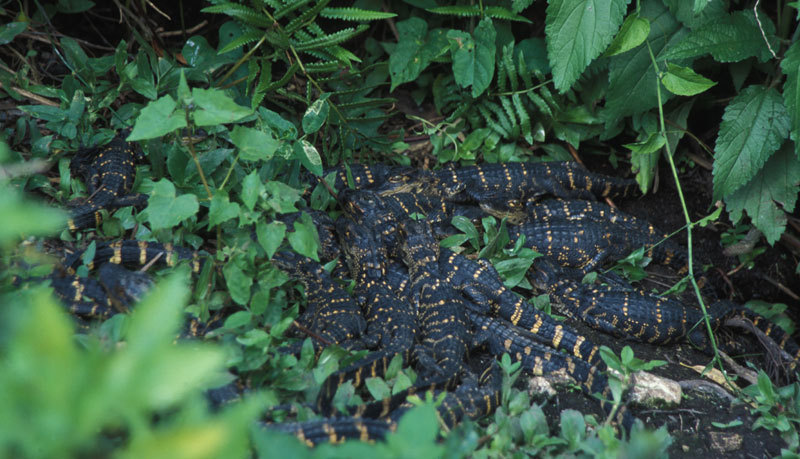 Alligator mississippiensis