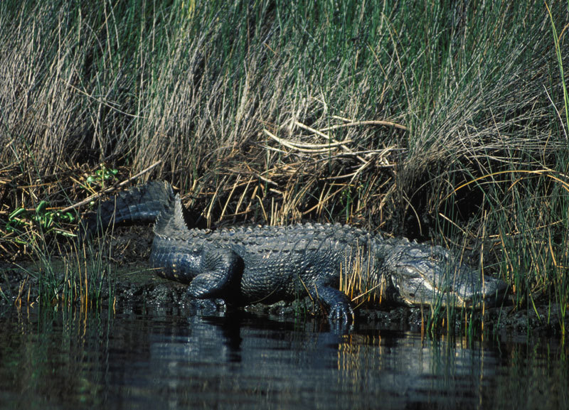 Alligator mississippiensis