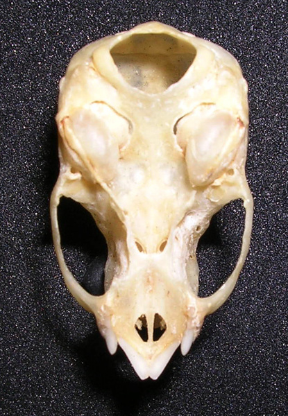 Craniata