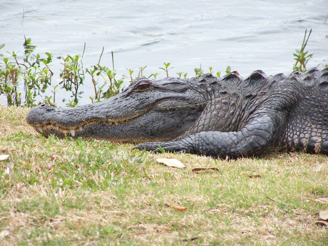 Adw: Alligator Mississippiensis: Information