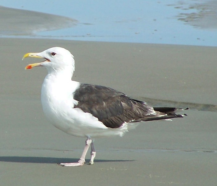 Larus marinus