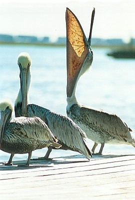 Brown_Pelican