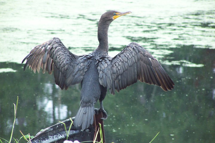 ADW: Phalacrocorax auritus: INFORMATION