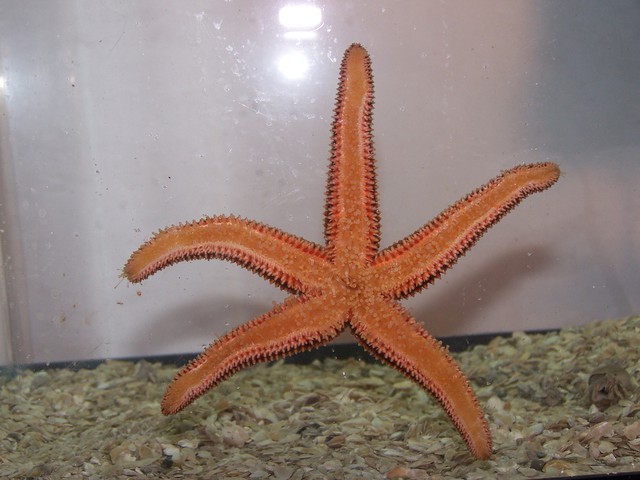 Tan/Orange Spiny Starfish